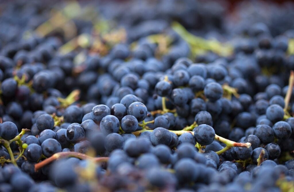 Champagne Le Gallais